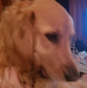 Meet your Posher, Lora